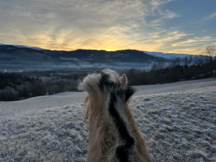 Vinter på hesteryggen